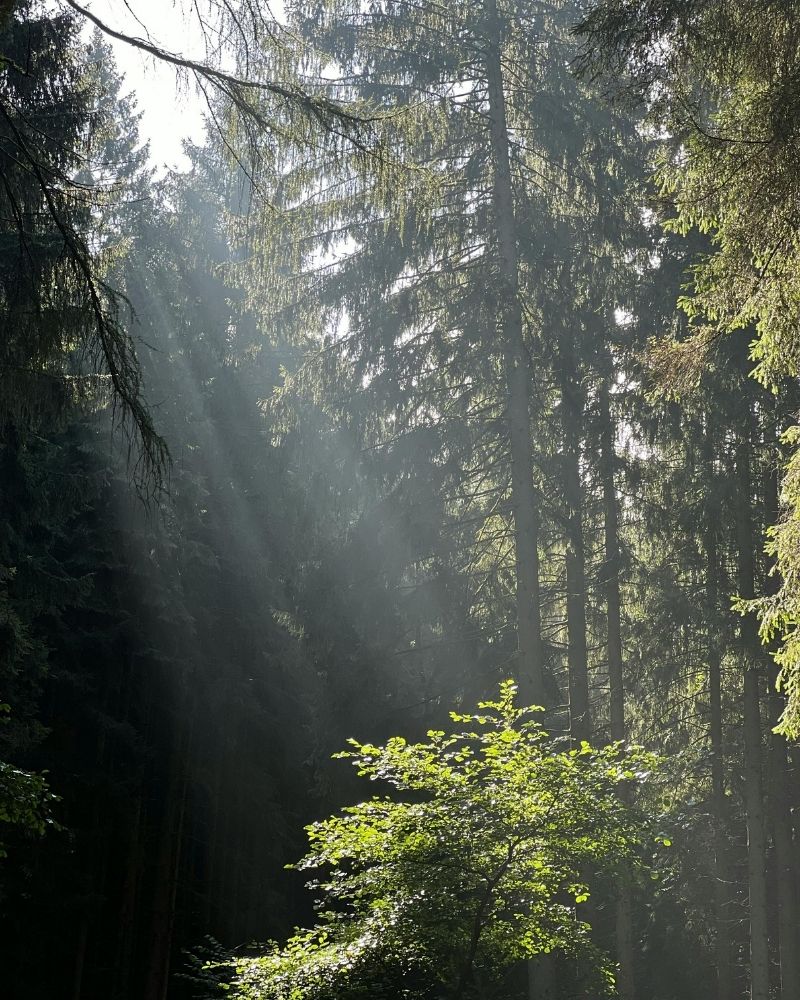 Sunlight filtering through a forest, creating a calm and restorative atmosphere.